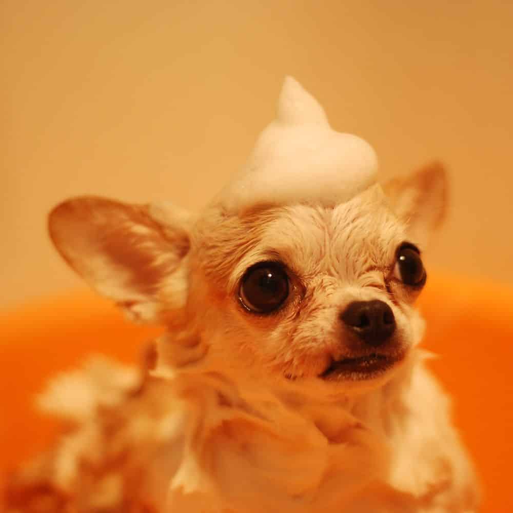 hair skin pet shampoo