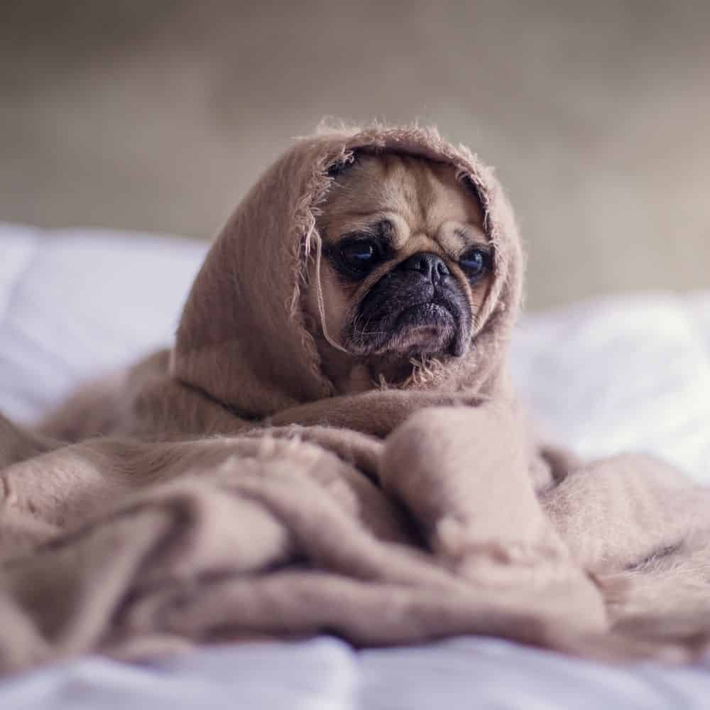 CBD pet treats - Buy Natural Hemp Extract for Pets | BlueSkyBuds